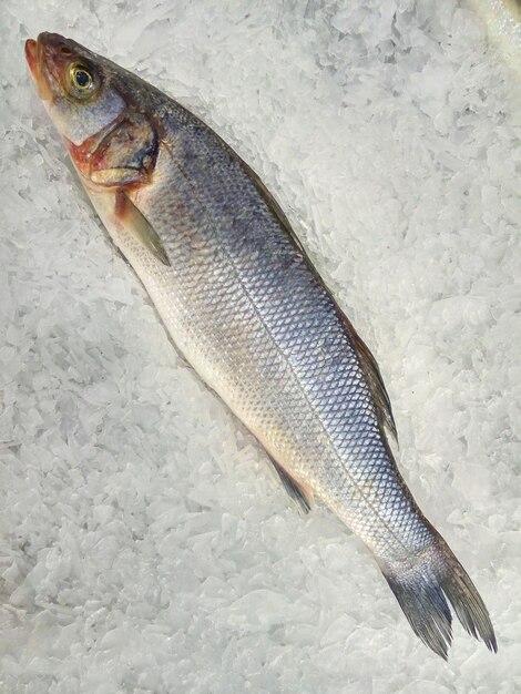 Pescado fresco de lubina en hielo