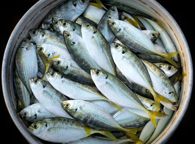 Pescado fresco del mar para la alimentación.