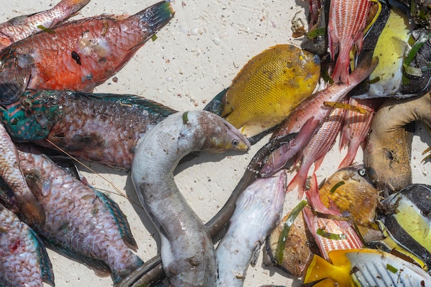 Pescado fresco del mar en el mercado de comida callejera de la isla de Zanzíbar, Tanzania, África Concepto de mariscos Pescado crudo para cocinar de cerca