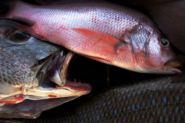 Pescado fresco en el mercado de cerca