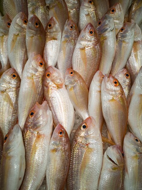 Pescado fresco en el mercado.