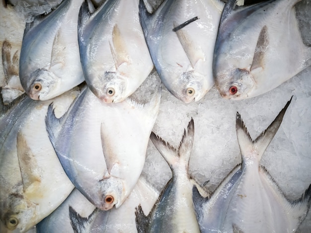 pescado fresco en el mercado