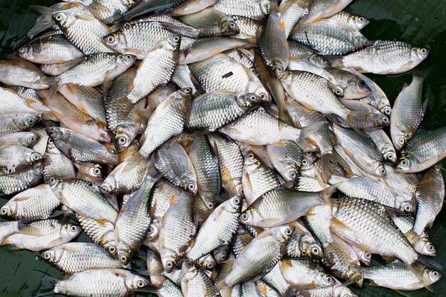 Pescado fresco en el mercado