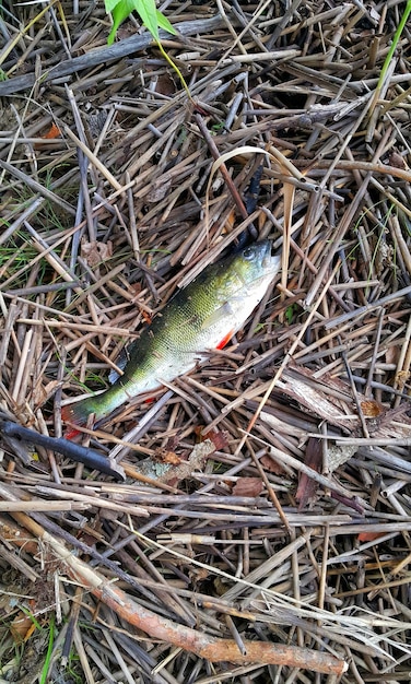 Foto pescado fresco en la pesca se encuentra en cañas secas