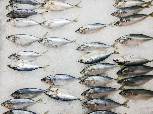 Pescado fresco en la plataforma de hielo en el mercado