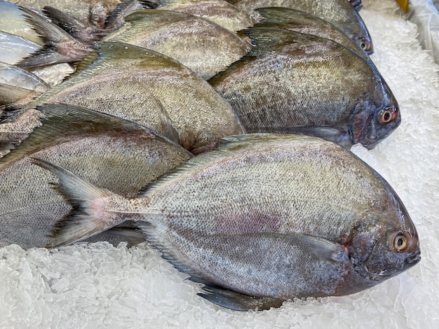 Pescado fresco de Pomfret en el mercado a la venta