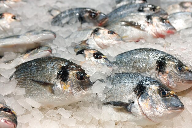 Pescado fresco surtido en mostrador de hielo en el supermercado