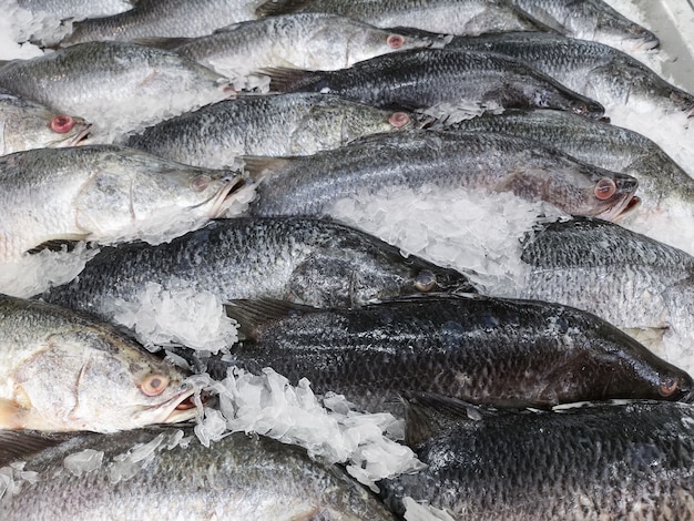 Pescado fresco a la venta en el mercado. enfoque suave.