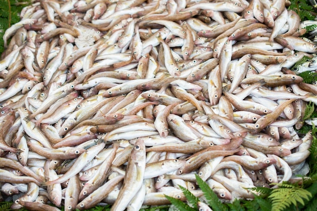 Pescado fresco a la venta en el mercado de pescado