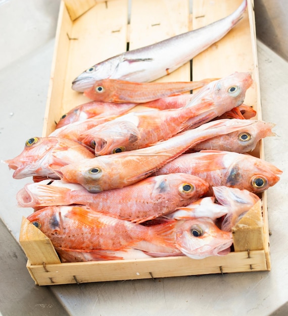 Pescado fresco a la venta en el mercado de pescado