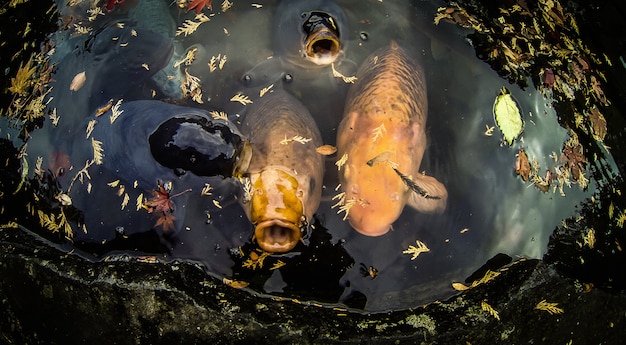 pescado koi japón hoja