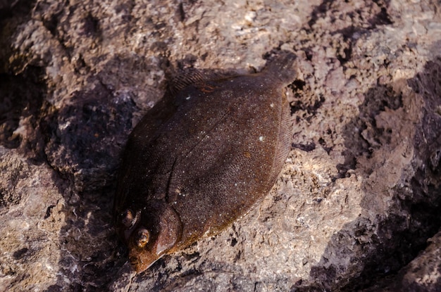 Pescado de lenguado fresco entero cerca del océano