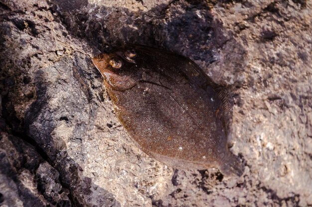 Pescado de lenguado fresco entero cerca del océano