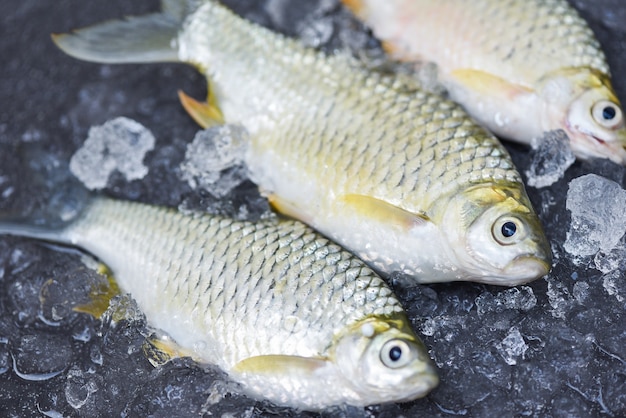 Pescado de lengüeta plateada sobre hielo, carpa de lengüeta de Java Pescado en el mercado de alimentos Vista superior de pescado fresco