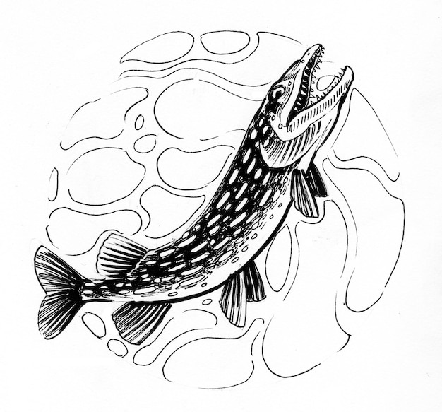 Pescado de lucio en el agua. Dibujo a tinta en blanco y negro