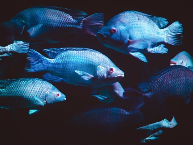 Foto pescado con luz de neón neón