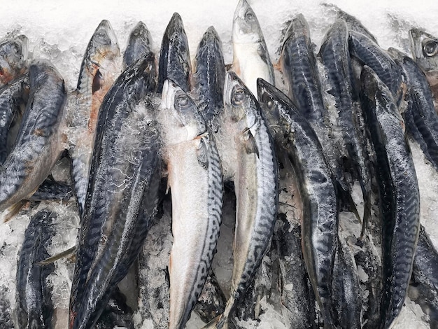 Pescado de mar fresco en el mercado