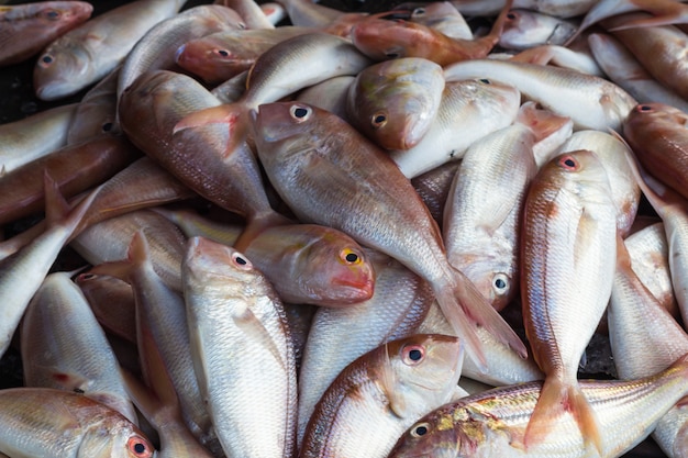 Pescado de mar rojo brillante