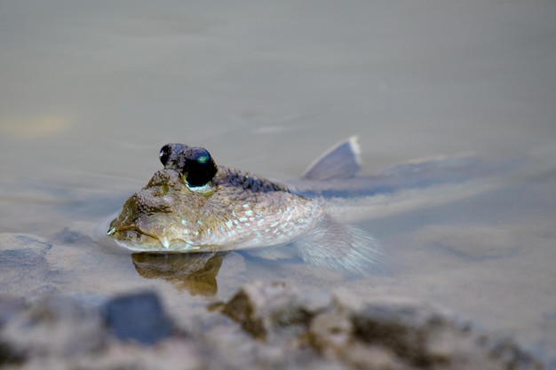 Foto pescado mudskipper en la zona de manglares marinos