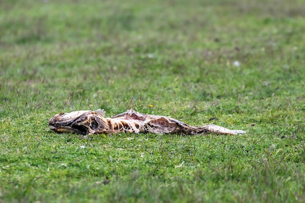 Pescado muerto podrido en el prado