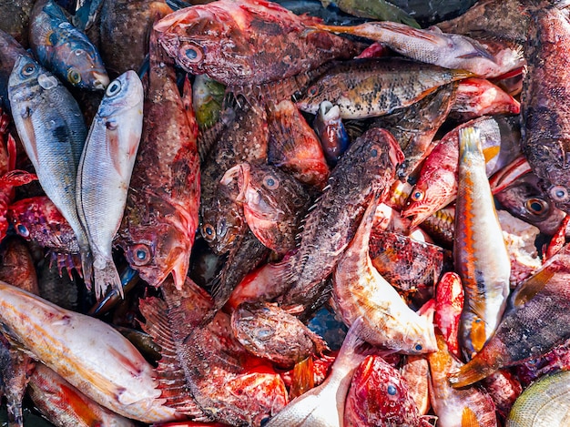 Pescado orgánico crudo fresco en un mercado de mariscos en Marsella, Francia