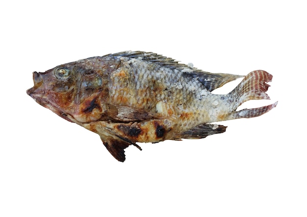 Pescado a la parrilla sobre un fondo blanco