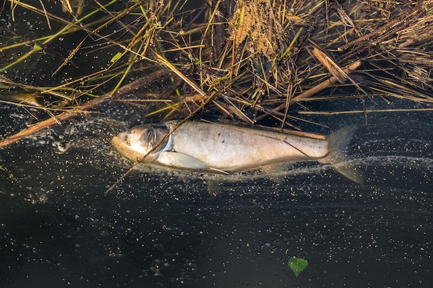 Pescado podrido muerto en la orilla del lago contaminado desastre ecológico y pestilencia de la carpa plateada