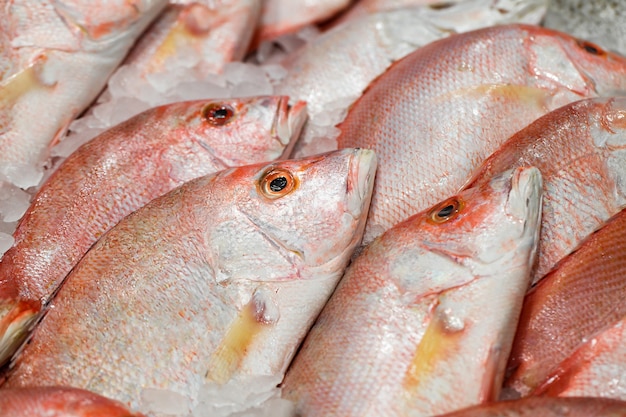 Pescado rojo crudo de cerca entero, en hielo se vende en el mercado de pescado.