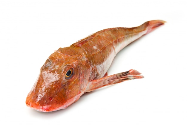 Pescado rojo