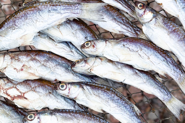 pescado salado seco, el pescado salado es pescado que se ha conservado mediante salazón