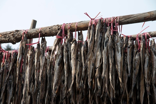 Foto el pescado se seca contra el cielo