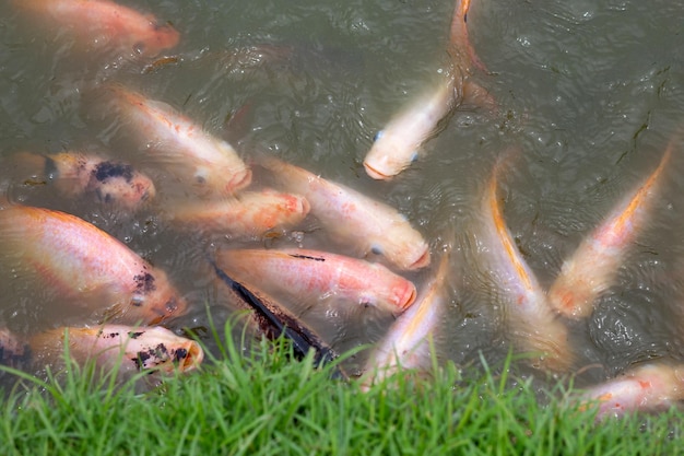 Pescado de tilapia roja en el estanque