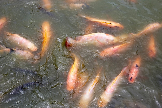 Pescado de tilapia roja en el estanque