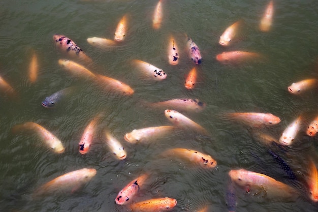 Pescado de tilapia roja en el estanque