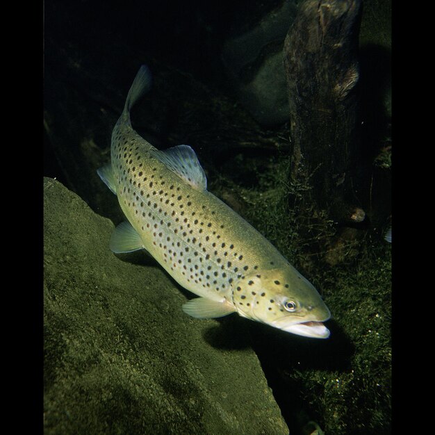 Foto pescado trucha común dentro del agua.