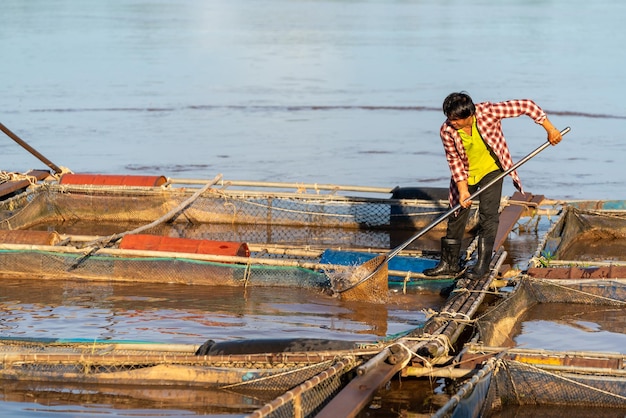 Pescador asiático pega tilápia peixe de água doce que foi criado em lagoas e gaiolas Tilapia Farming