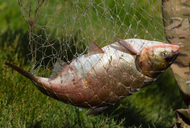 El pescador atrapó el pez y lo puso en la red.