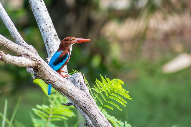 Pescador de rei de garganta branca empoleirada