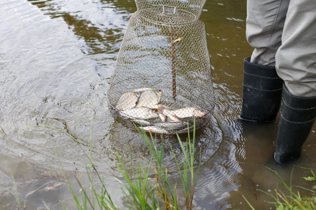 Pescador levanta uma rede de peixes A gaiola de malha metálica é instalada na água do rio perto da costa