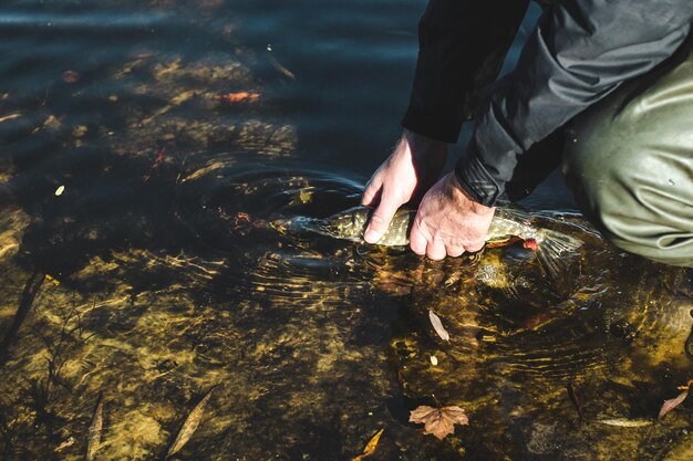 El pescador libera el lucio capturado de nuevo en el río.