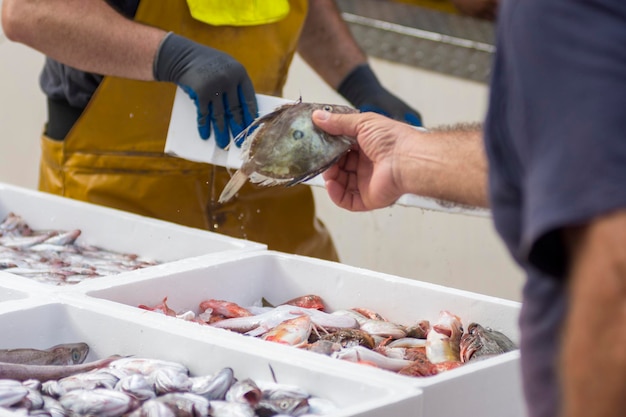 Pescador preparando pescado fresco en contenedores blancos, delicias oceánicas.