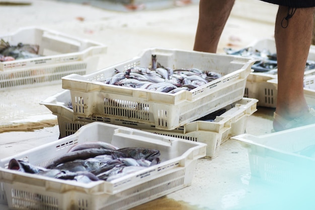 Pescador preparando pescado fresco em recipientes brancos, iguarias do oceano.