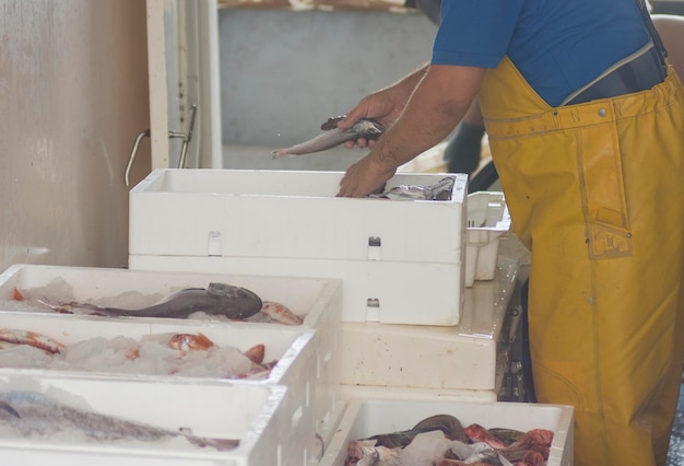 Pescador preparando pescado fresco em recipientes brancos, iguarias do oceano.