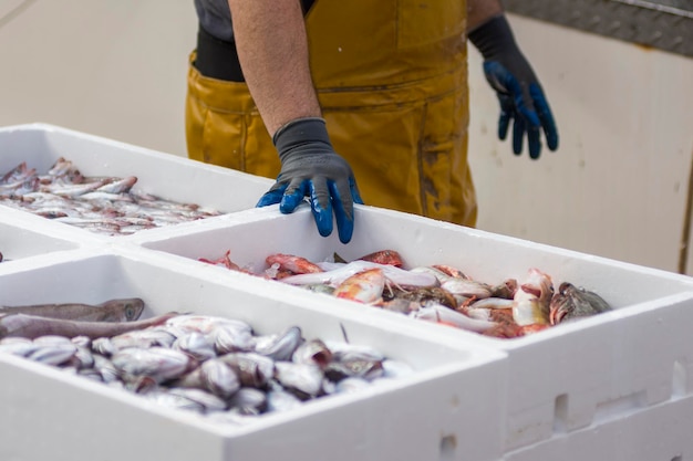 Pescador preparando pescado fresco em recipientes brancos, iguarias do oceano.