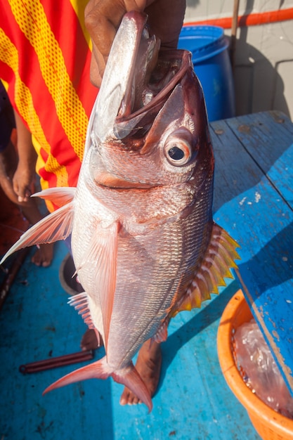 pescador que segura o peixe oxidado no barco de pesca