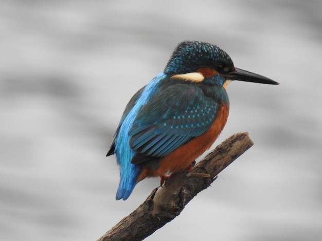 Foto un pescador en una rama