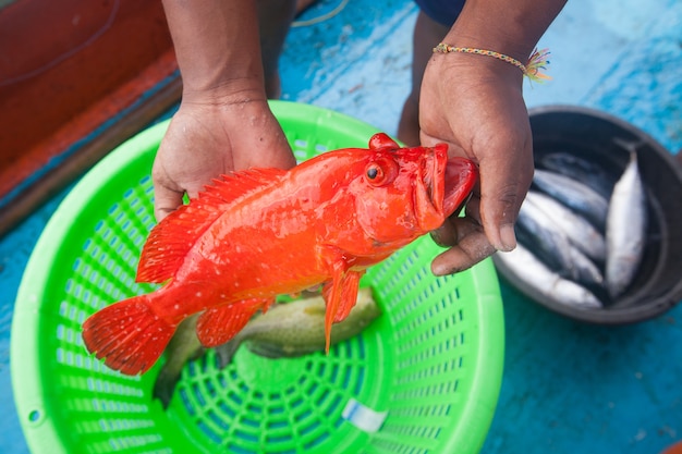 pescador, segurando, vermelho, garoupa, peixe, pesca, bote