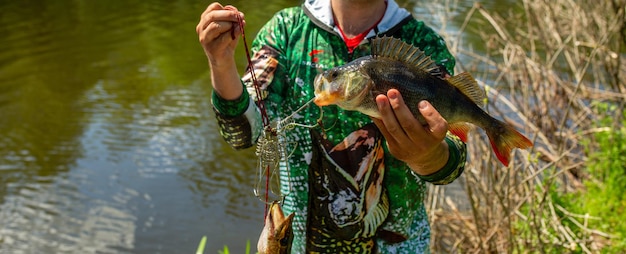 Un pescador sostiene un pez perca en la mano.