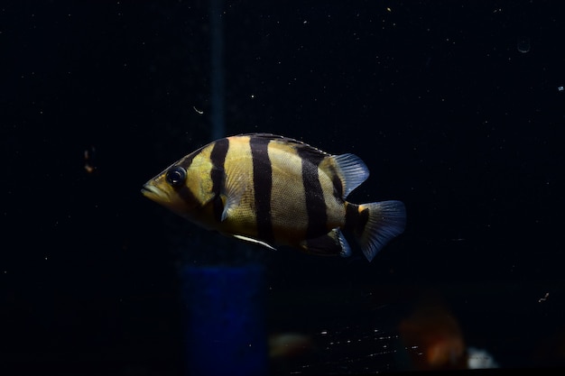 PESCADOR DE TIGRE SIAMESE