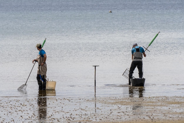 Pescadores a recolher amêijoas e mexilhões da praia com os seus ancinhos Praia do Boiro em Pontevedra